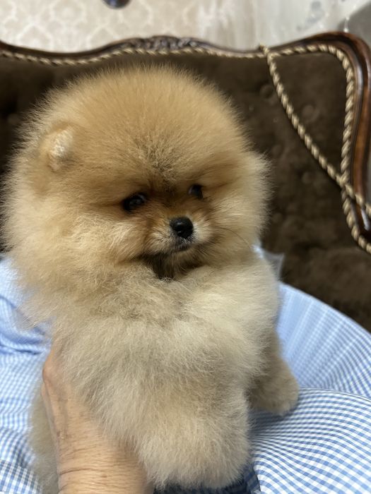 Шпиц померанский