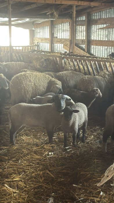 Oii cu miei langa ele