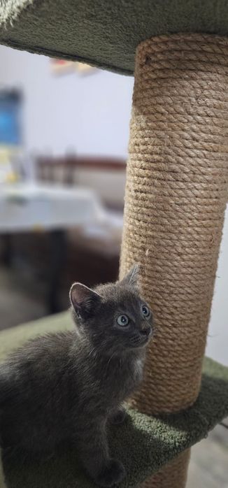 Подарите кошечке шанс.