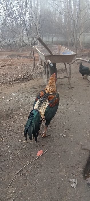 Редмм нот 10 с оволаплвлаовллааака