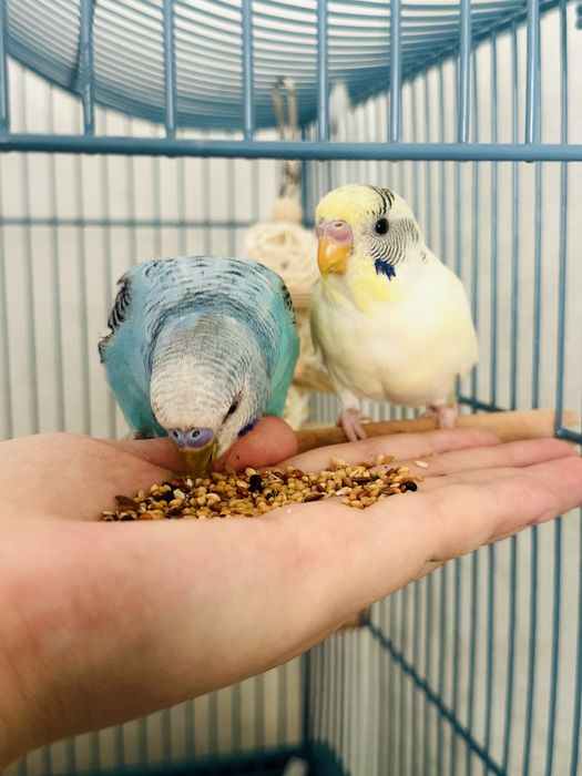 Волнистые попугаи