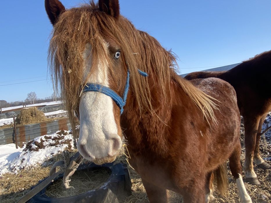 Породный полу тяжеловес