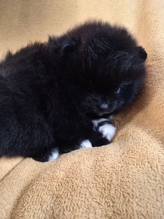 Продам щенка шпица