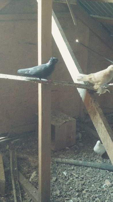 Продам голубей игровых