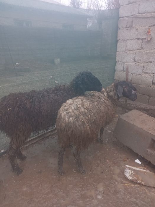 Буаз саулықтар бар келісімді 80мыңнан