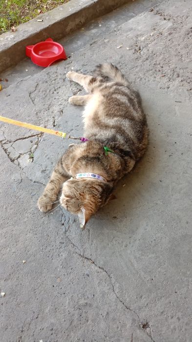 Вязка учун Царь Киз мушукларини таклиф килади!