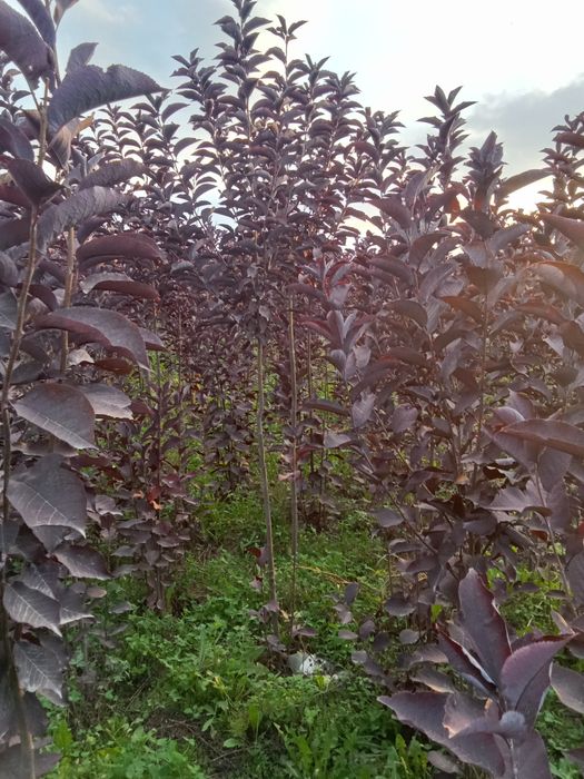 Черемуха красная