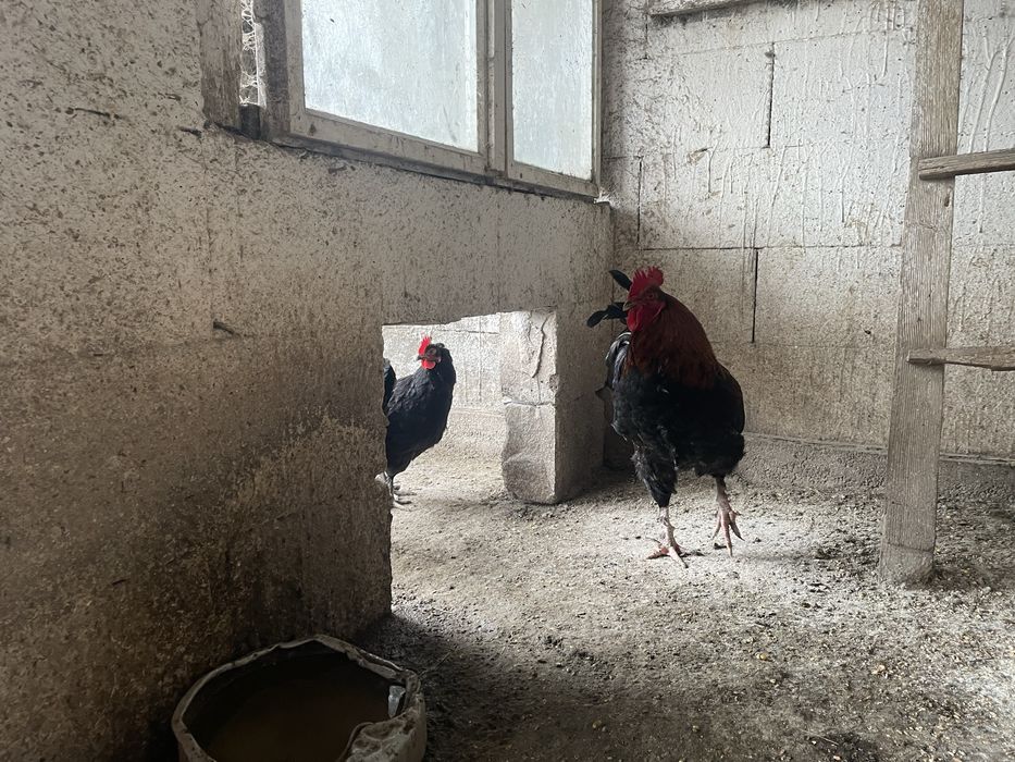 Vand oua incubat rasa Marans