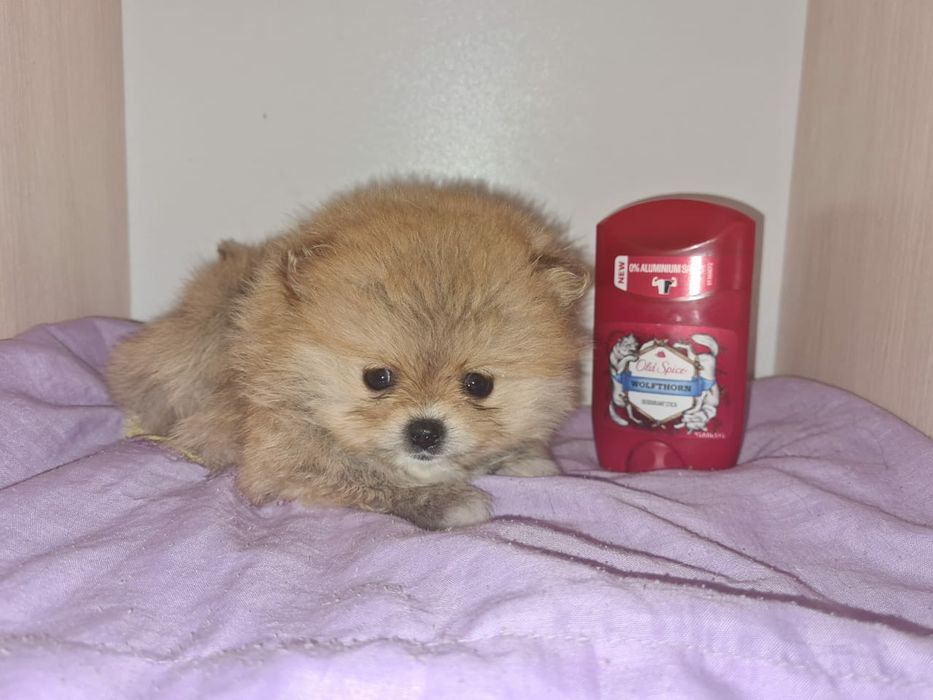 Продам щенков шпица