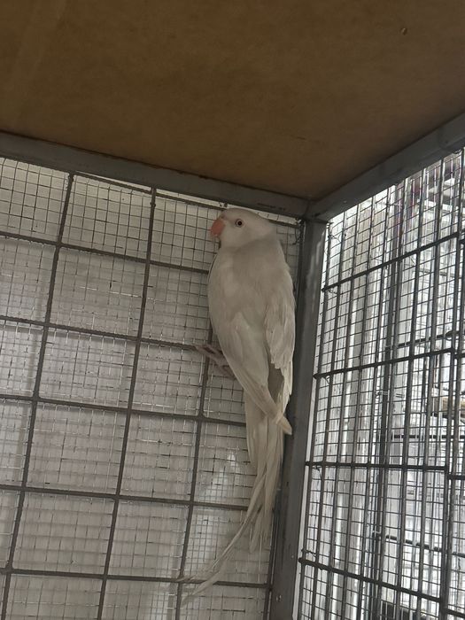 Vând micul alexander