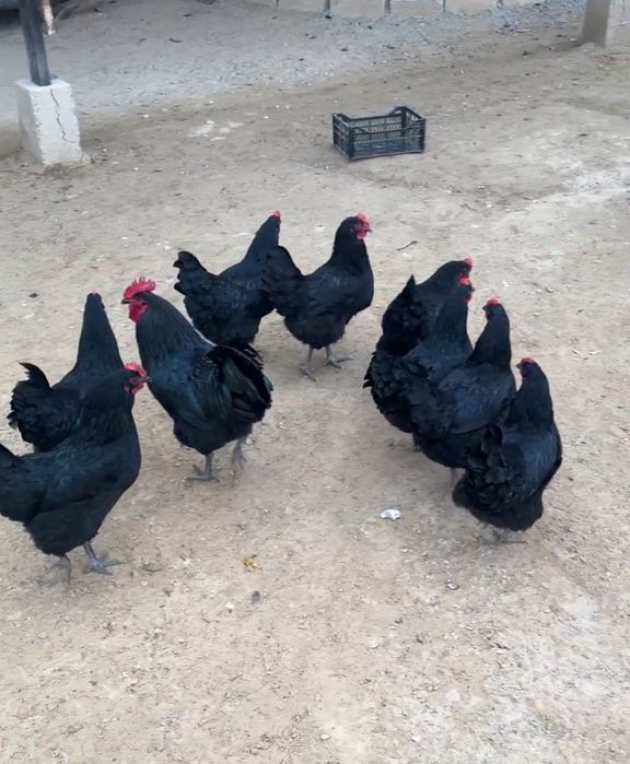 Продается курица