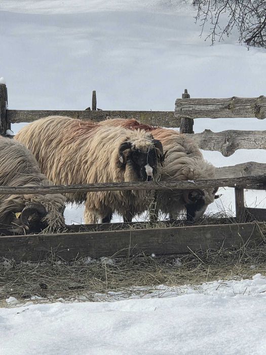 Vând berbecuți breji
