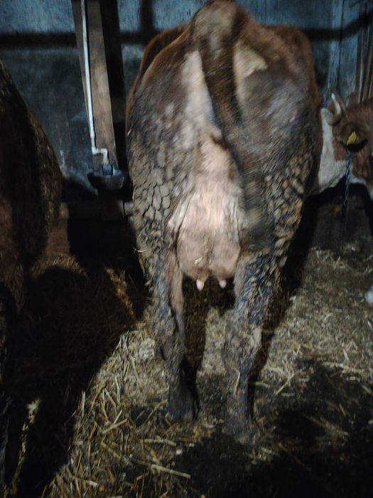 Junincă la prima fătare