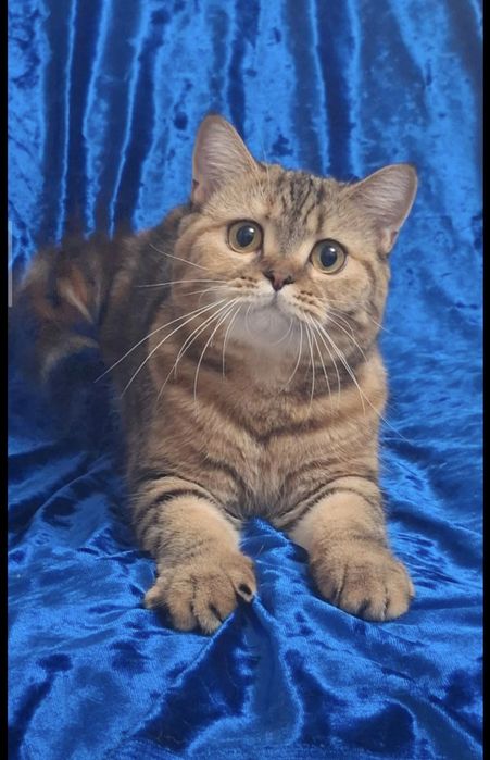 Продам породистую кошку