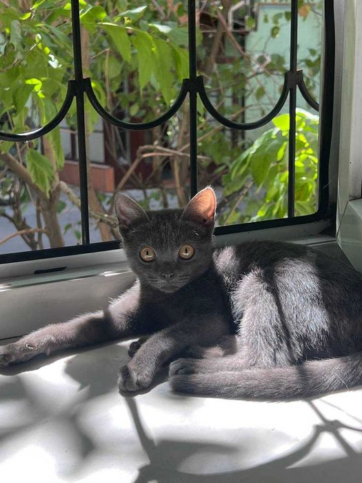 Котёнок породы Корат