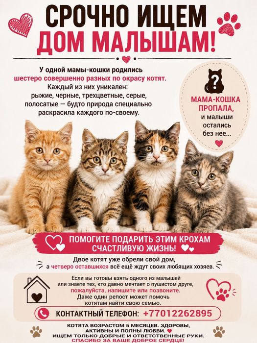 Котята в добрые руки