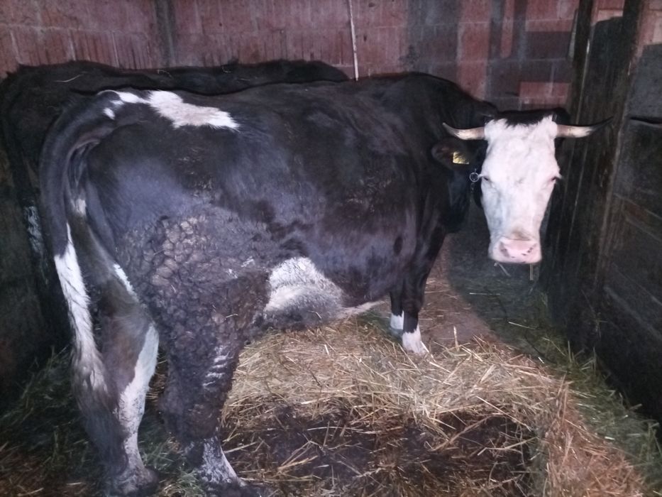 Vacă gestantă de lapte