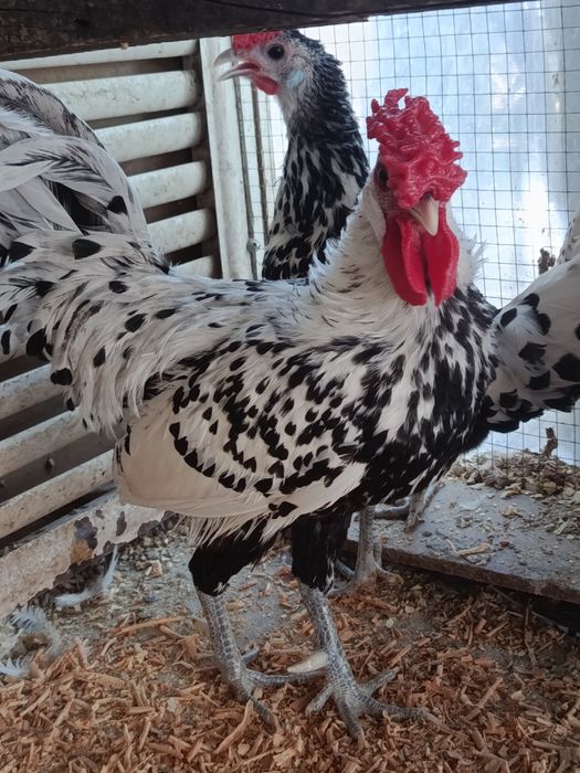 Продаются куры породы гамбургская
