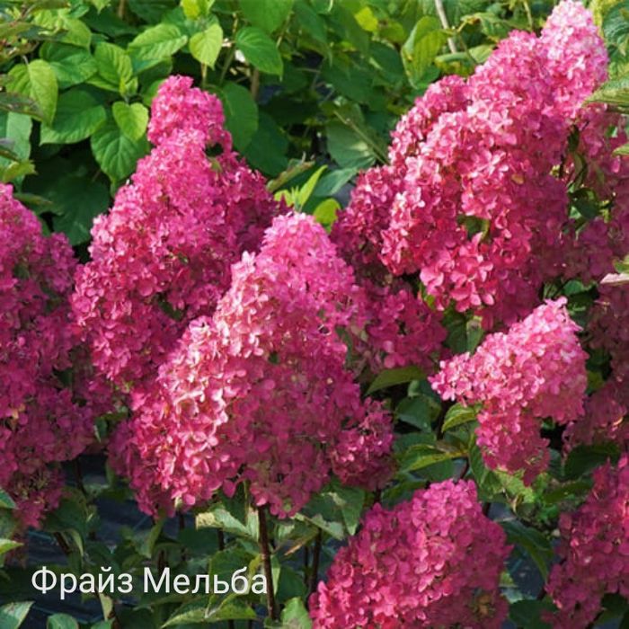 Продам Гортензии