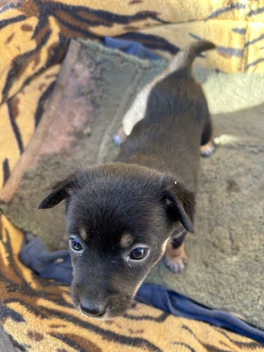 Малки пинчерчета