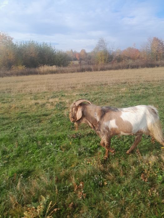 Vând țap anglonubian