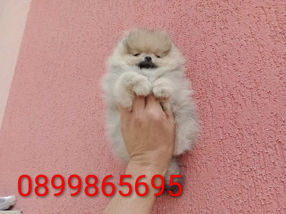 Померани на 3 месеца!