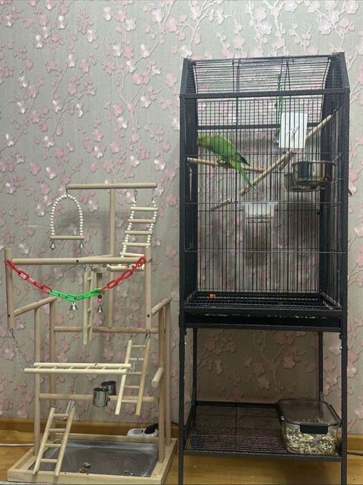 Продам  ожерелового попугая