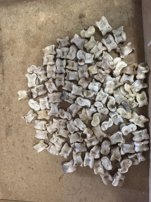 Асык для детей.