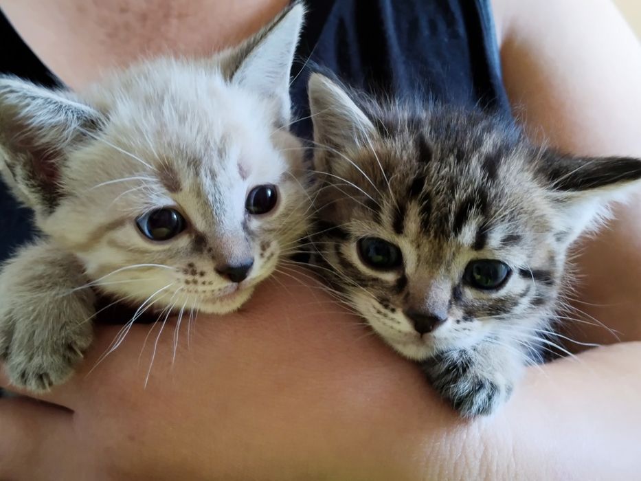 котята бесплатно