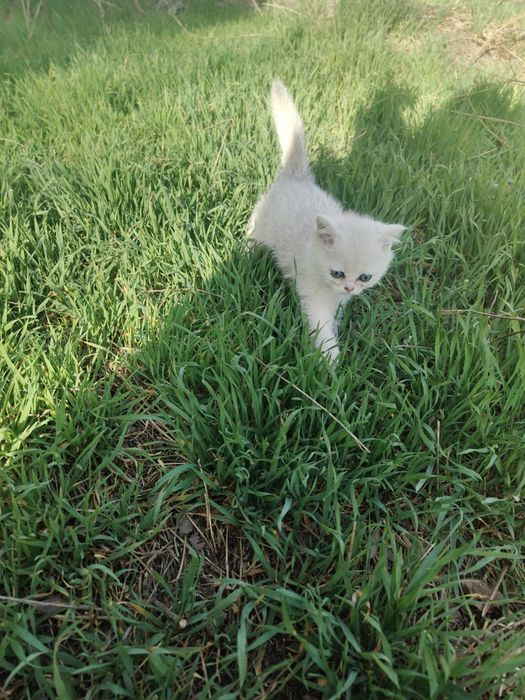 Котята Шиншиллы Серебро