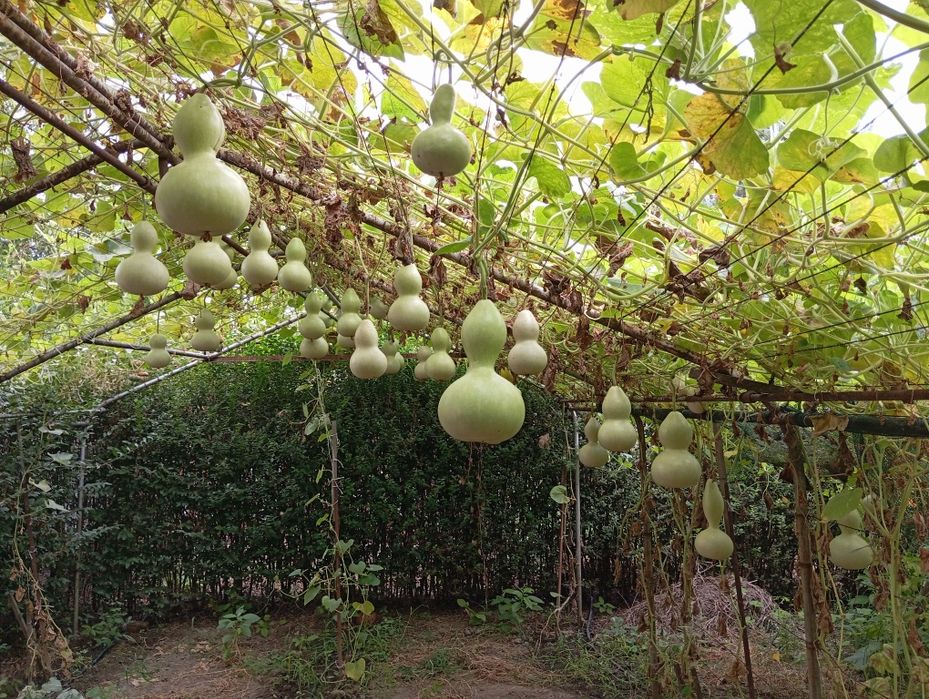 Декоративни тиквички и кратуни