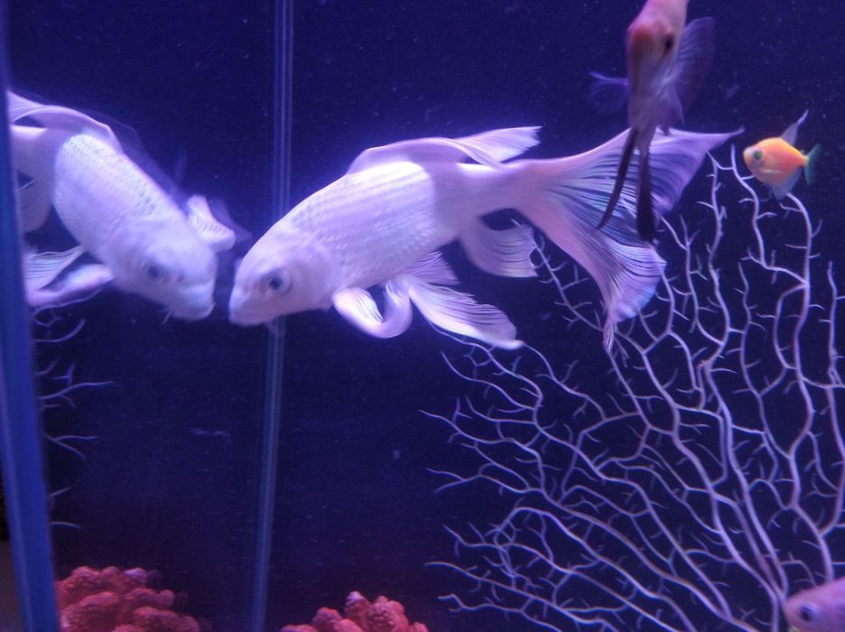 ПродаётьсяАквариум с рыбками