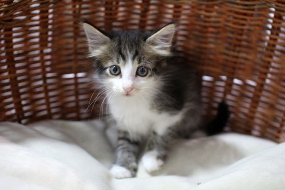 Котенок ищет любящих родителей