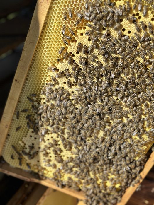 Vand familii de albine