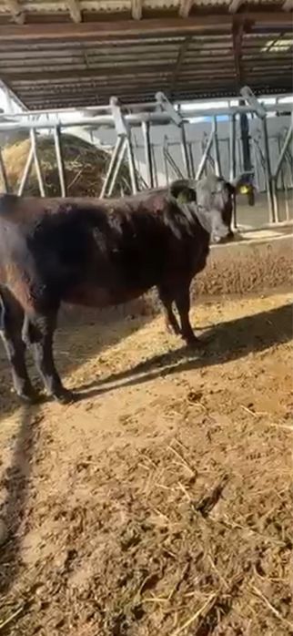 8 vitele Aberdeen Angus