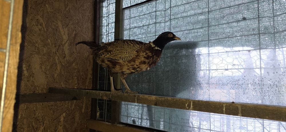 Cocosi australop alb negru liliputi fazani