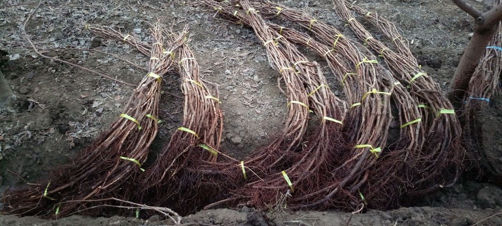 Uzum koʻchatlari sotiladi