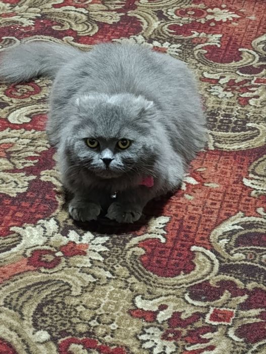 Шотланский скотиш фолд