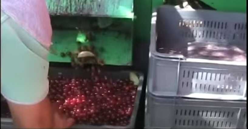 Utilaj recoltat prune, cirese, visine, alune, nuci, migdale