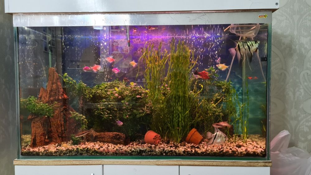 Аквариум (объёмом 220л) со всем в комплекте