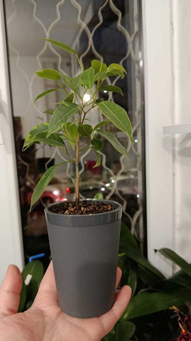 Разные комнатные цветы