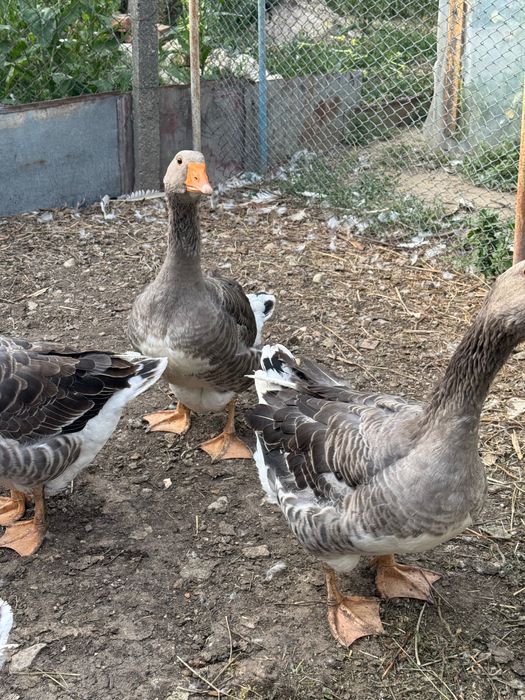 Gâște tinere și frumoase