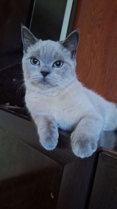 британские кироткашерска