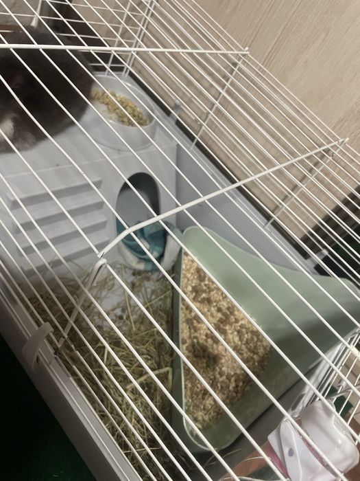 Продам декоративного кролика