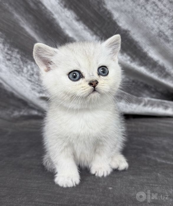 British Shorthair шиншилла