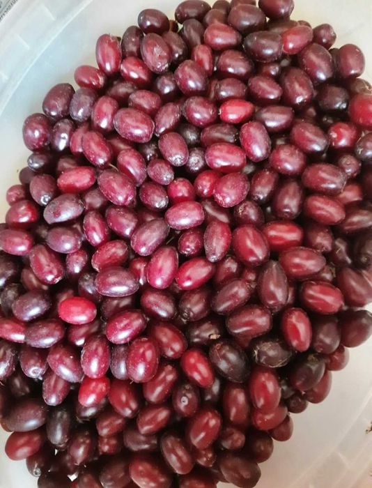 Кизил на заказ, урожай-2025