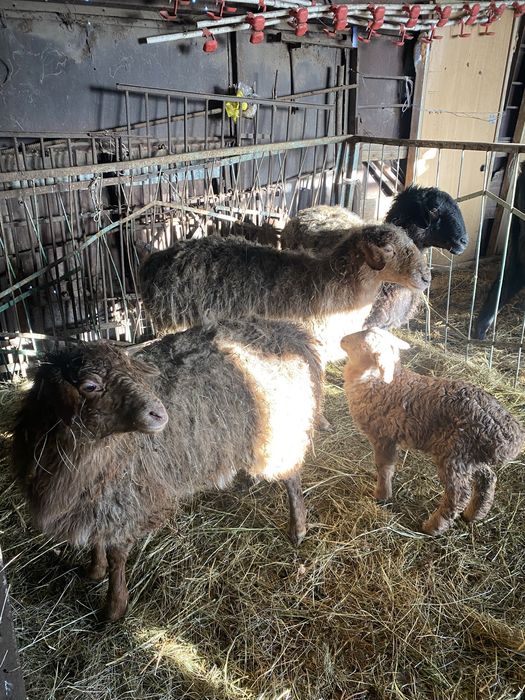 Продам баранов на откорме