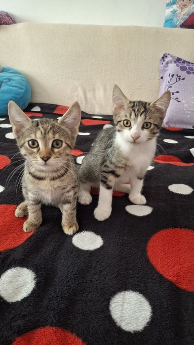 Spre adoptie  pui pisica fratiori