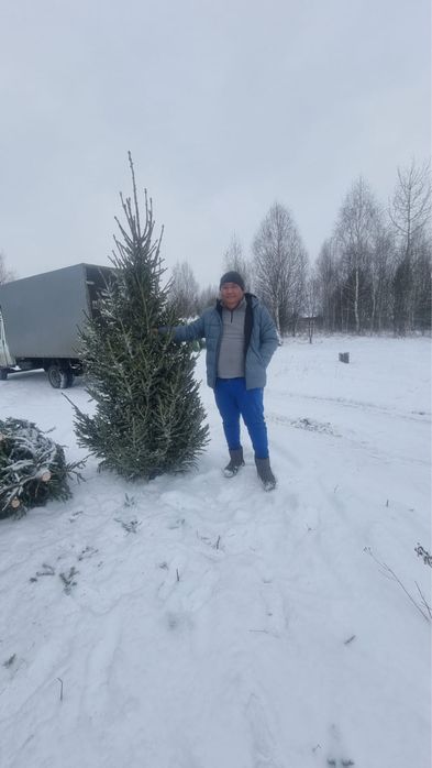 Елки новогодние