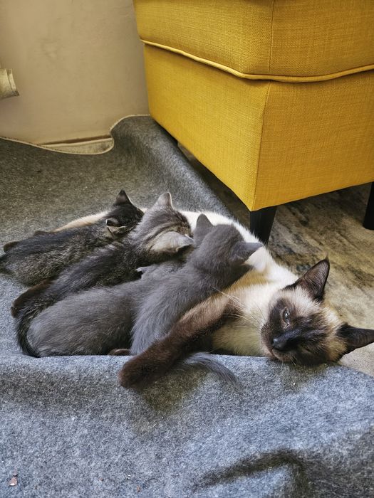 Отдам  котят в хорошие руки
